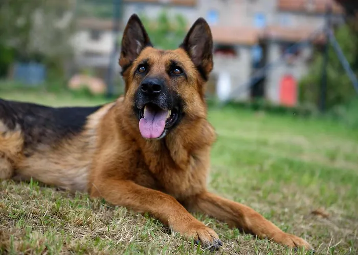 Κατάλυμα σε φάρμα Monastero San Silvestro *