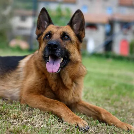 Alojamento de Turismo Rural Monastero San Silvestro *
